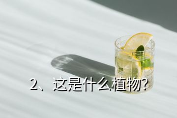 2、這是什么植物？
