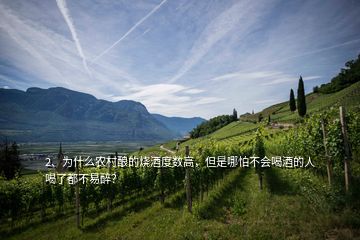 2、為什么農(nóng)村釀的燒酒度數(shù)高，但是哪怕不會喝酒的人喝了都不易醉？