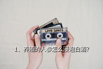 1、養(yǎng)殖的人參怎么浸泡白酒？