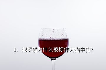 1、暹羅貓為什么被稱作為貓中狗？
