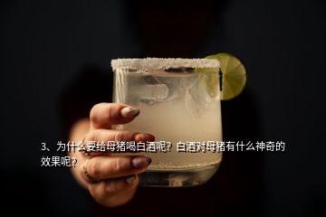 3、為什么要給母豬喝白酒呢？白酒對(duì)母豬有什么神奇的效果呢？
