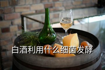 白酒利用什么細菌發(fā)酵