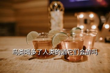 鳥類喝多了人類的酒它們會(huì)醉嗎