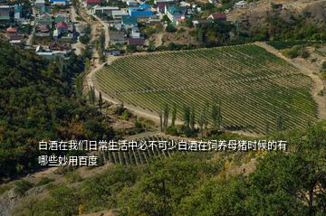 白酒在我們?nèi)粘Ｉ钪斜夭豢缮侔拙圃陲曫B(yǎng)母豬時候的有哪些妙用百度