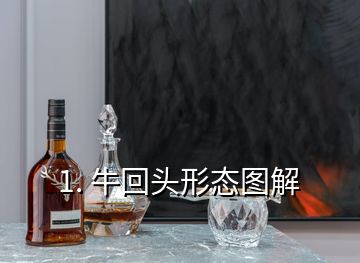 1. ?；仡^形態(tài)圖解