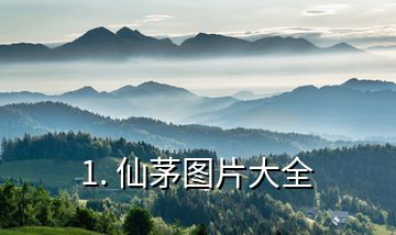 1. 仙茅圖片大全