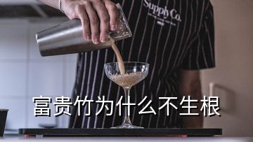 富貴竹為什么不生根