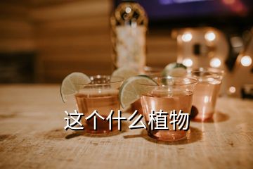 這個(gè)什么植物