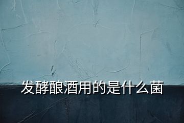 發(fā)酵釀酒用的是什么菌