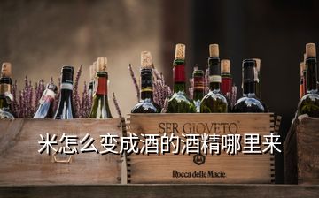 米怎么變成酒的酒精哪里來