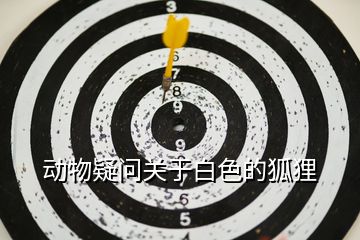 動物疑問關(guān)于白色的狐貍