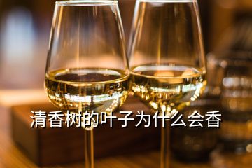 清香樹(shù)的葉子為什么會(huì)香