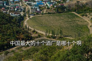 中國最大的十個(gè)酒廠是哪十個(gè)啊