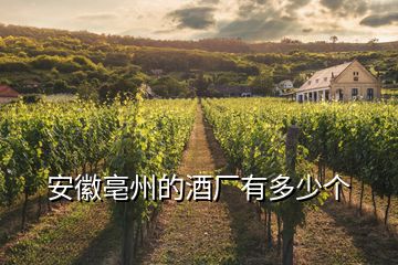 安徽亳州的酒廠有多少個(gè)