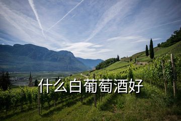 什么白葡萄酒好