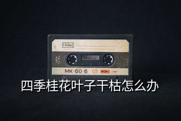 四季桂花葉子干枯怎么辦
