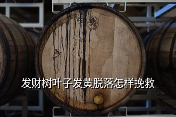 發(fā)財(cái)樹葉子發(fā)黃脫落怎樣挽救