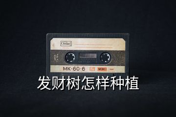 發(fā)財樹怎樣種植