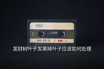 發(fā)財(cái)樹(shù)葉子發(fā)黃掉葉子應(yīng)該如何處理