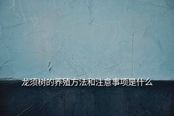 龍須樹的養(yǎng)殖方法和注意事項是什么