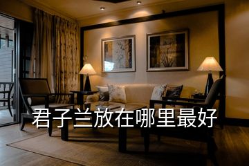 君子蘭放在哪里最好