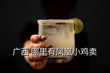 廣西 哪里有鳳凰小雞賣