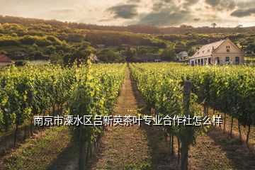 南京市溧水區(qū)呂新英茶葉專(zhuān)業(yè)合作社怎么樣