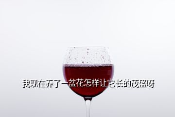 我現(xiàn)在養(yǎng)了一盆花怎樣讓它長的茂盛呀