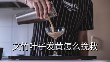 文竹葉子發(fā)黃怎么挽救