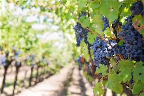 紅酒有赤霞珠、黑皮諾，還有什么品種的紅酒？