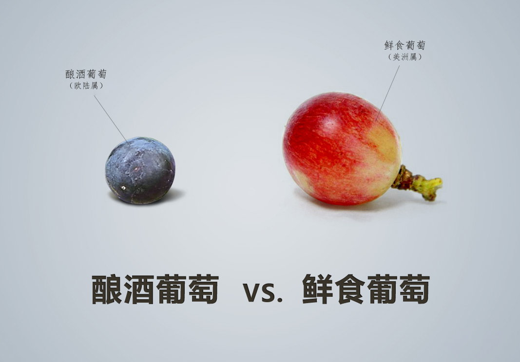 紅酒品種怎么認，從葡萄品種入手這是最基本的方法