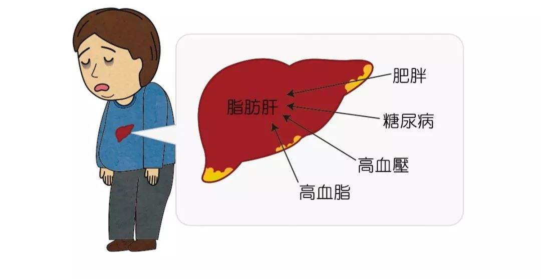 喝紅酒傷肝嗎？葡萄酒不會(huì)傷肝。