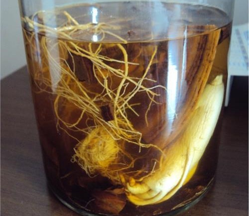 狗鞭怎么泡酒，狗鞭泡酒選材