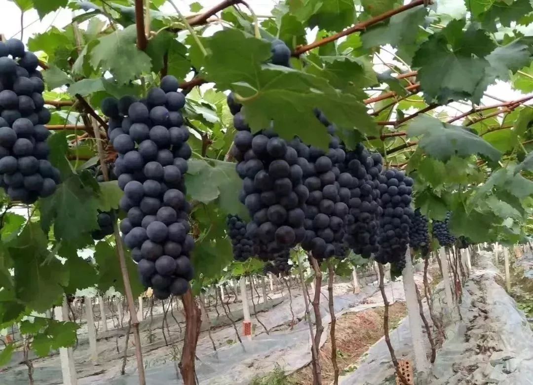 夏黑葡萄可以釀酒嗎？夏黑葡萄怎么自釀酒？