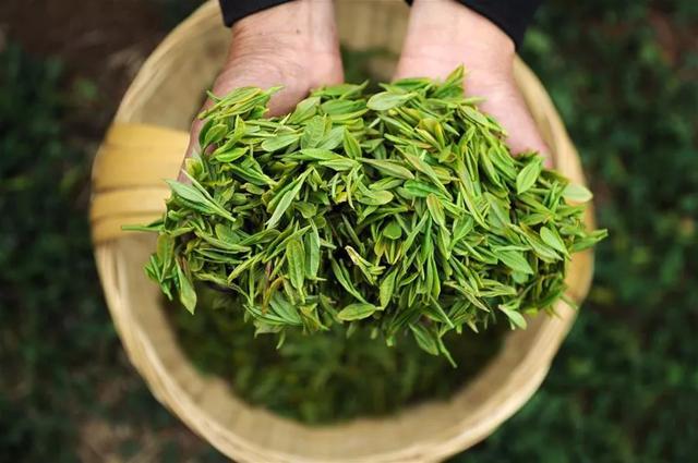 今年茅臺前景如何？