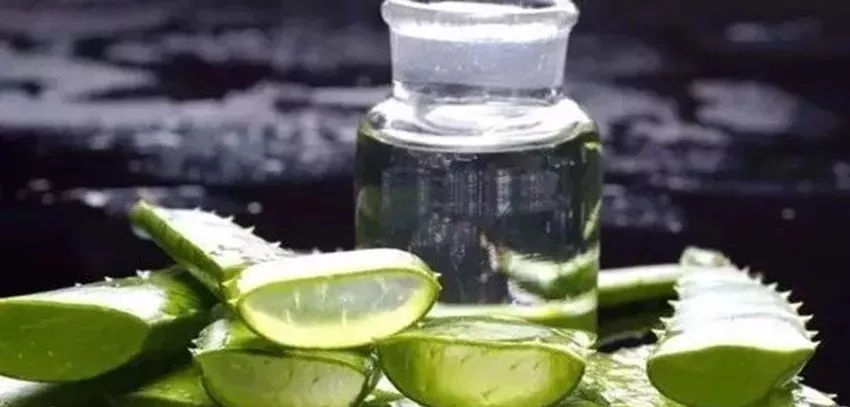 蘆薈泡酒治皮膚病嗎？蘆薈泡酒的功效與作用