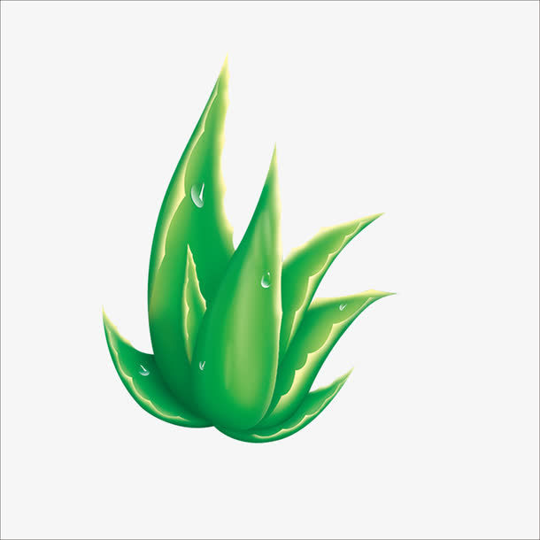 蘆薈泡酒治腳氣嗎？蘆薈泡酒有什么功效？