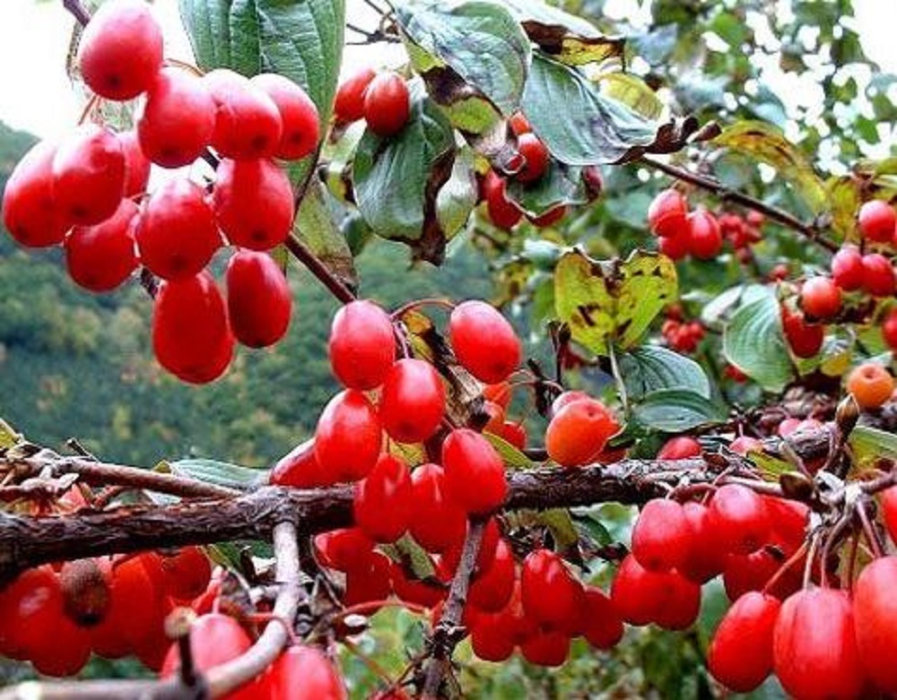 山茱萸可以泡酒嗎？山茱萸怎么泡酒