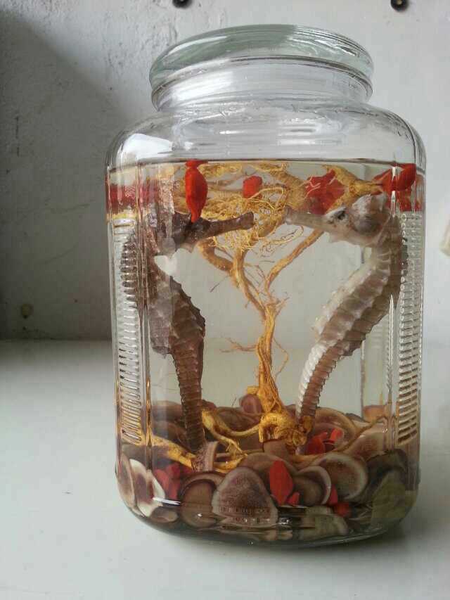 泡酒的海馬還能吃嗎？喝海馬酒的注意事項(xiàng)
