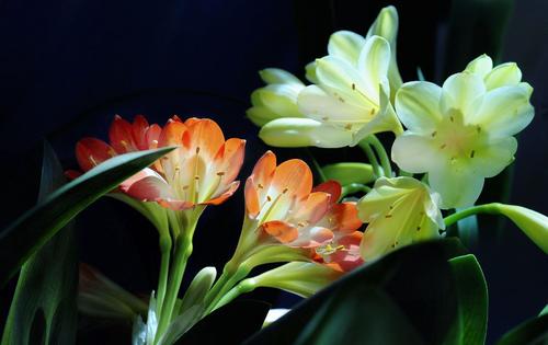 白酒如何養(yǎng)花？為什么白酒可以養(yǎng)花？