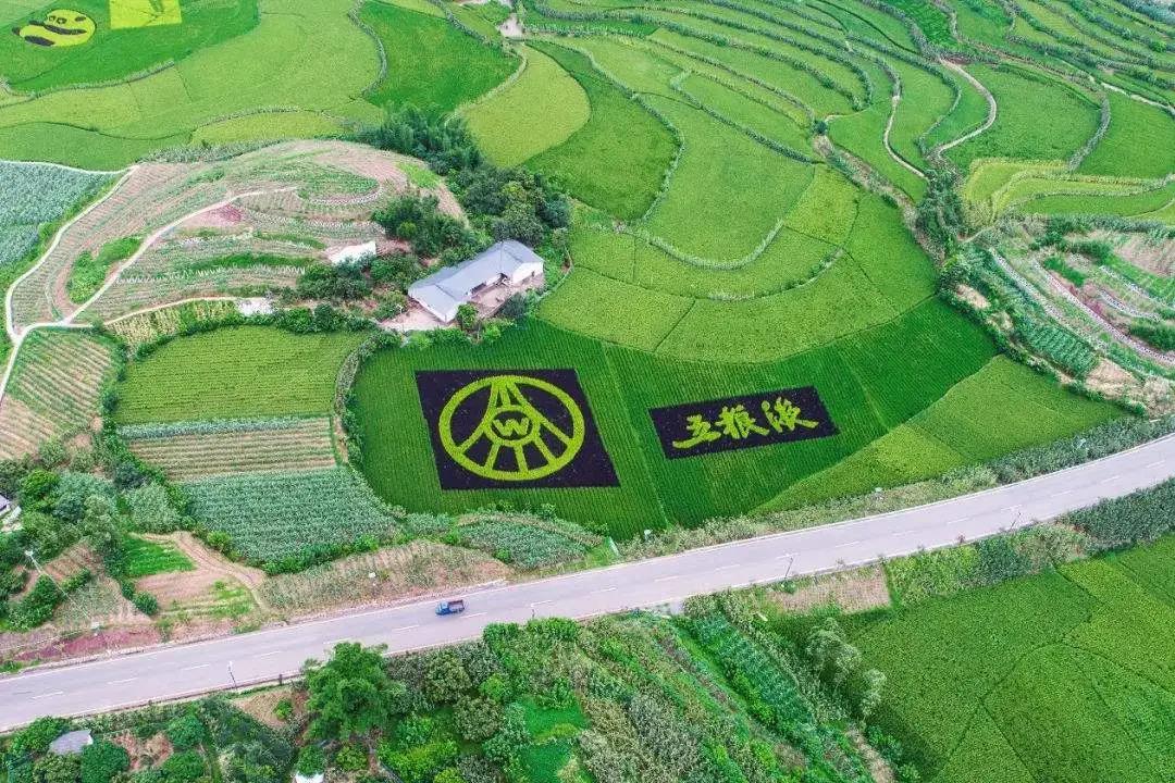 名酒紛紛亮“糧心”，品質(zhì)競爭從臺(tái)前拼到幕后