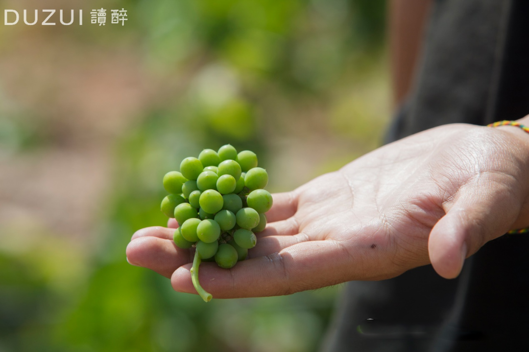 2020年度全國釀酒產業(yè)產量數據