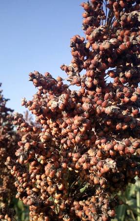 2015年糯高粱價(jià)格(糯紅高粱價(jià)格)