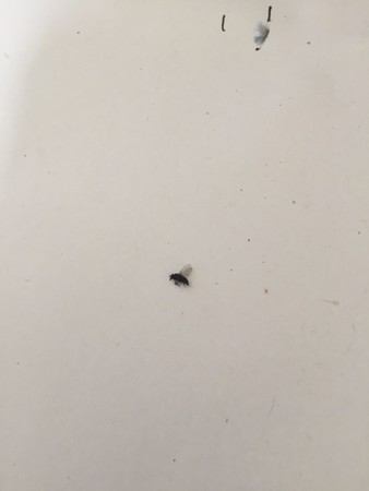 丁小黑什么時候出來(丁真 小黑)